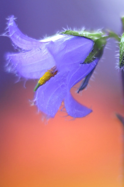Nesselblättrige Glockenblume (Campanula trachelium)