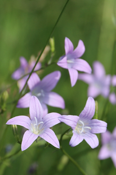 Wiesen-Glockenblume (Campanula patula)