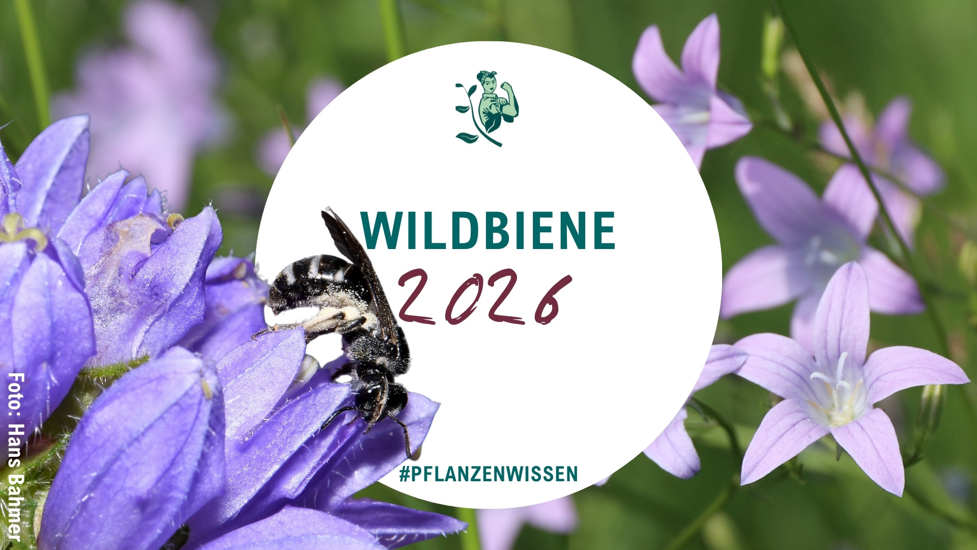 Biene des Jahres 2026 – und warum ich jetzt Glockenblumen pflanze