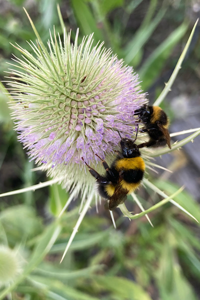 Biene des Jahres 2026
Auch eine Hummel ist eine Wildbiene