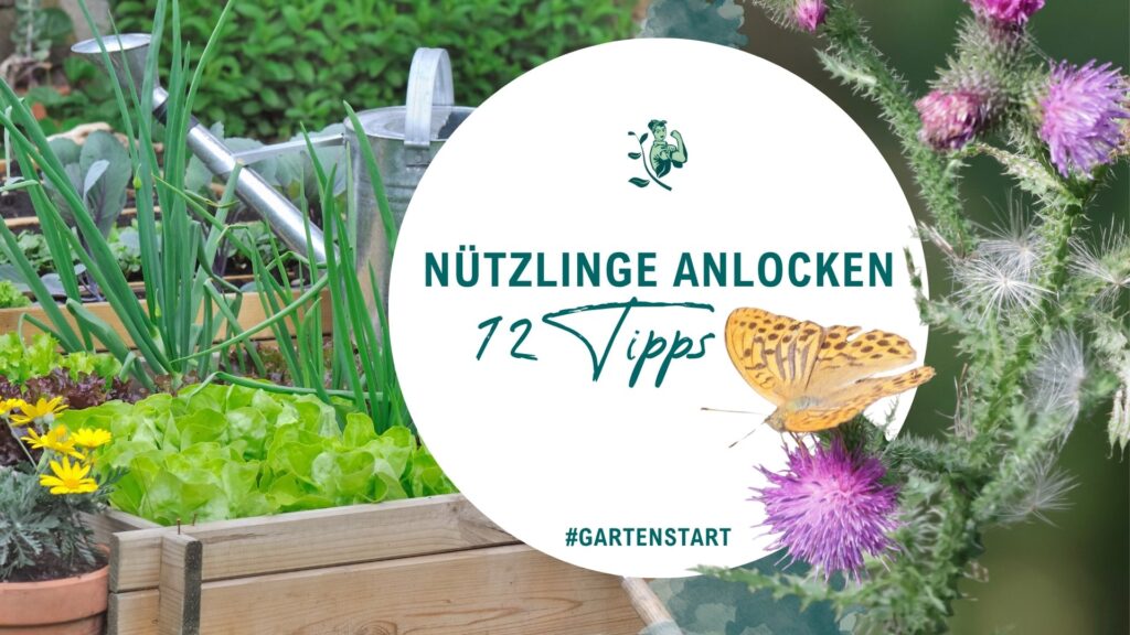 Nützlinge anlocken