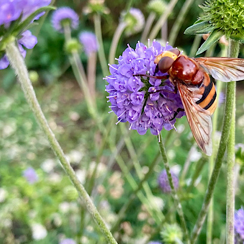 Auch Schwebfliegen sind hilfreiche Bestäuber. Diese hier sieht zwar nicht so aus, ist aber auch eine: Hornissenschwebfliege am Teufelsabbiss.