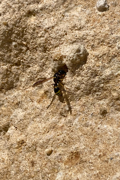 Sandarium Wildbienen Lebenraum Lehmwespe