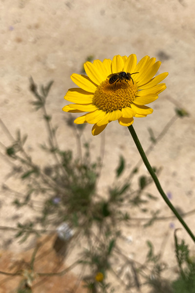 Kleine Wildbiene auf Färberkamille (Anthemis tinctoria)